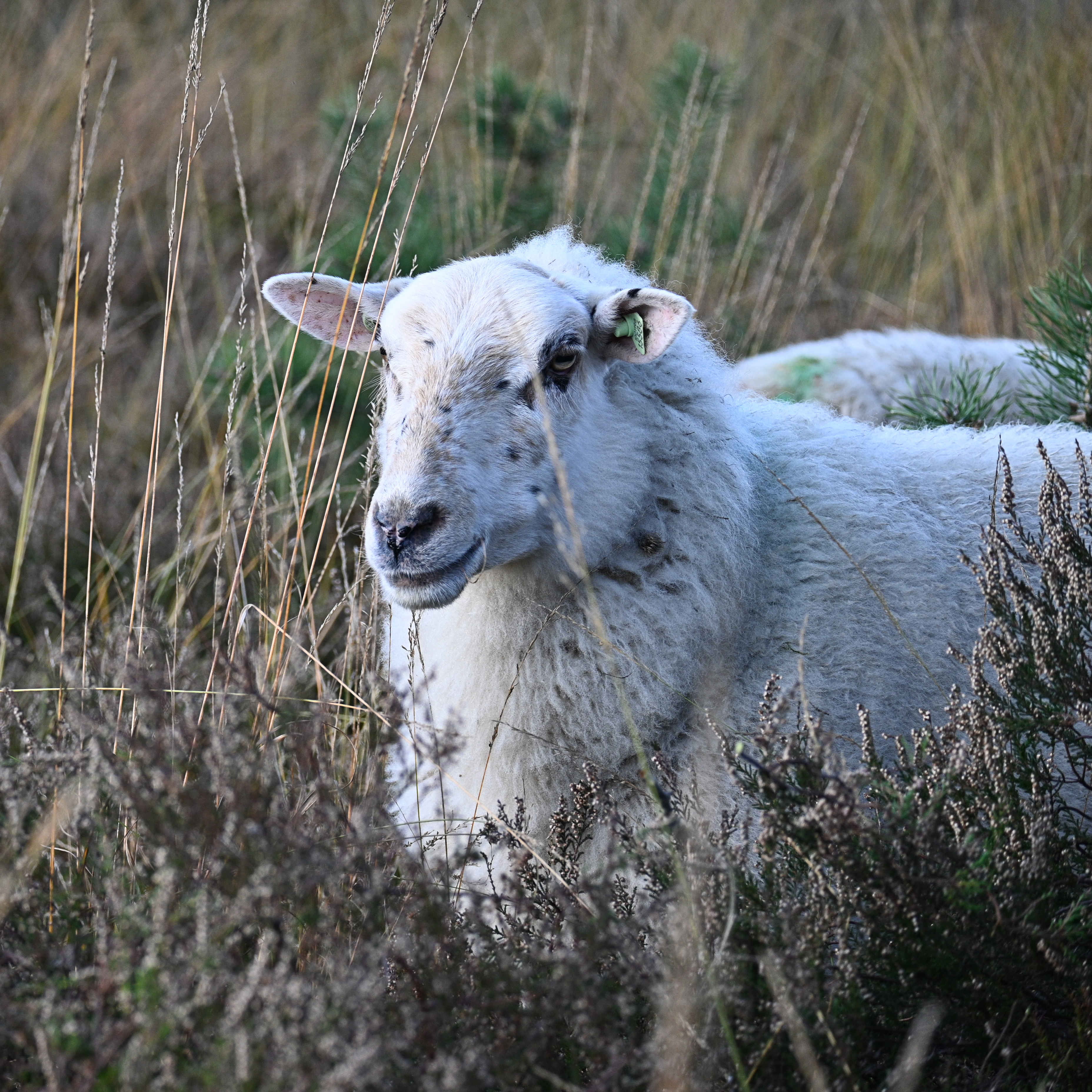 Een schaap in de Rucphense Heide.