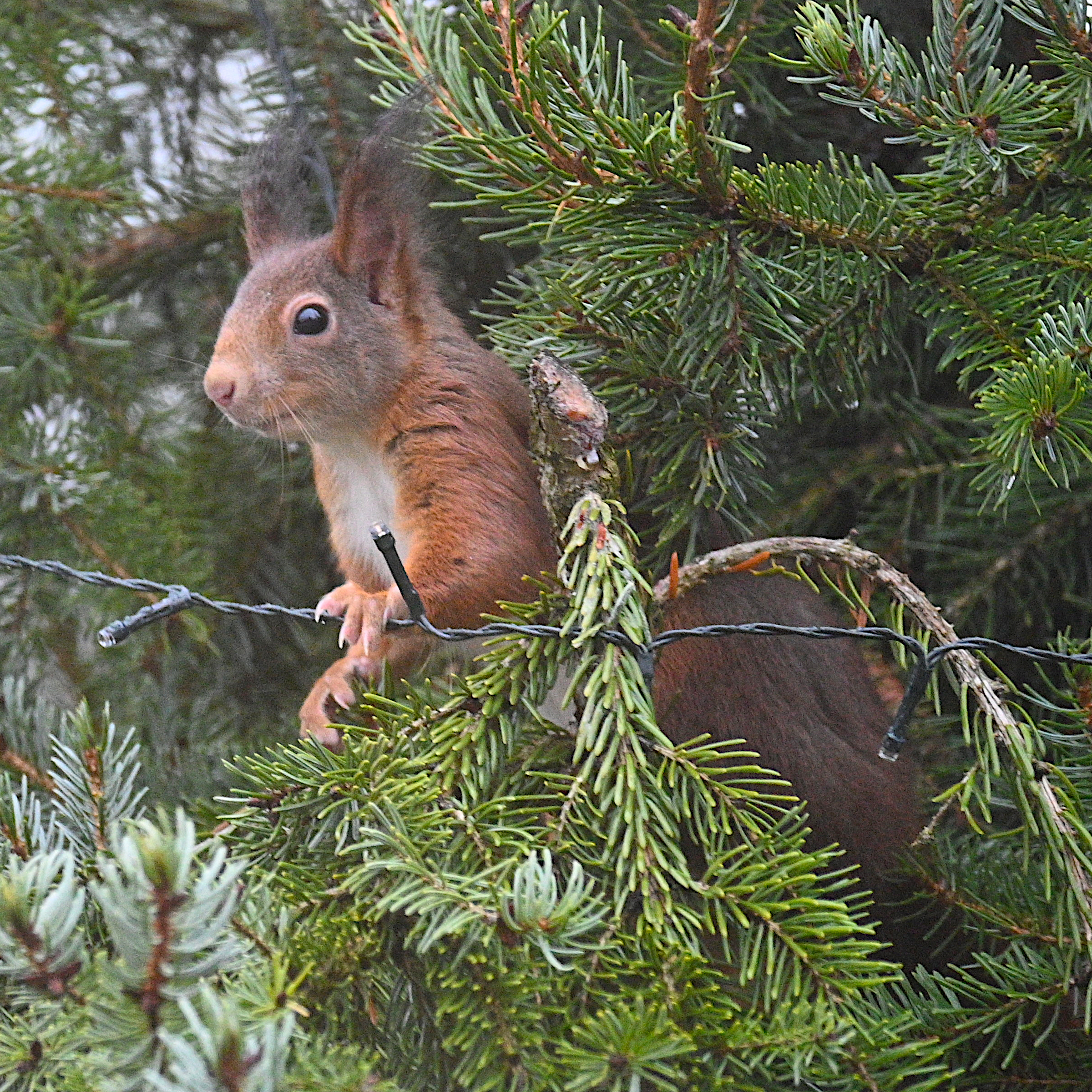 Een wilde eekhoorn in een den met kerstverlichting.