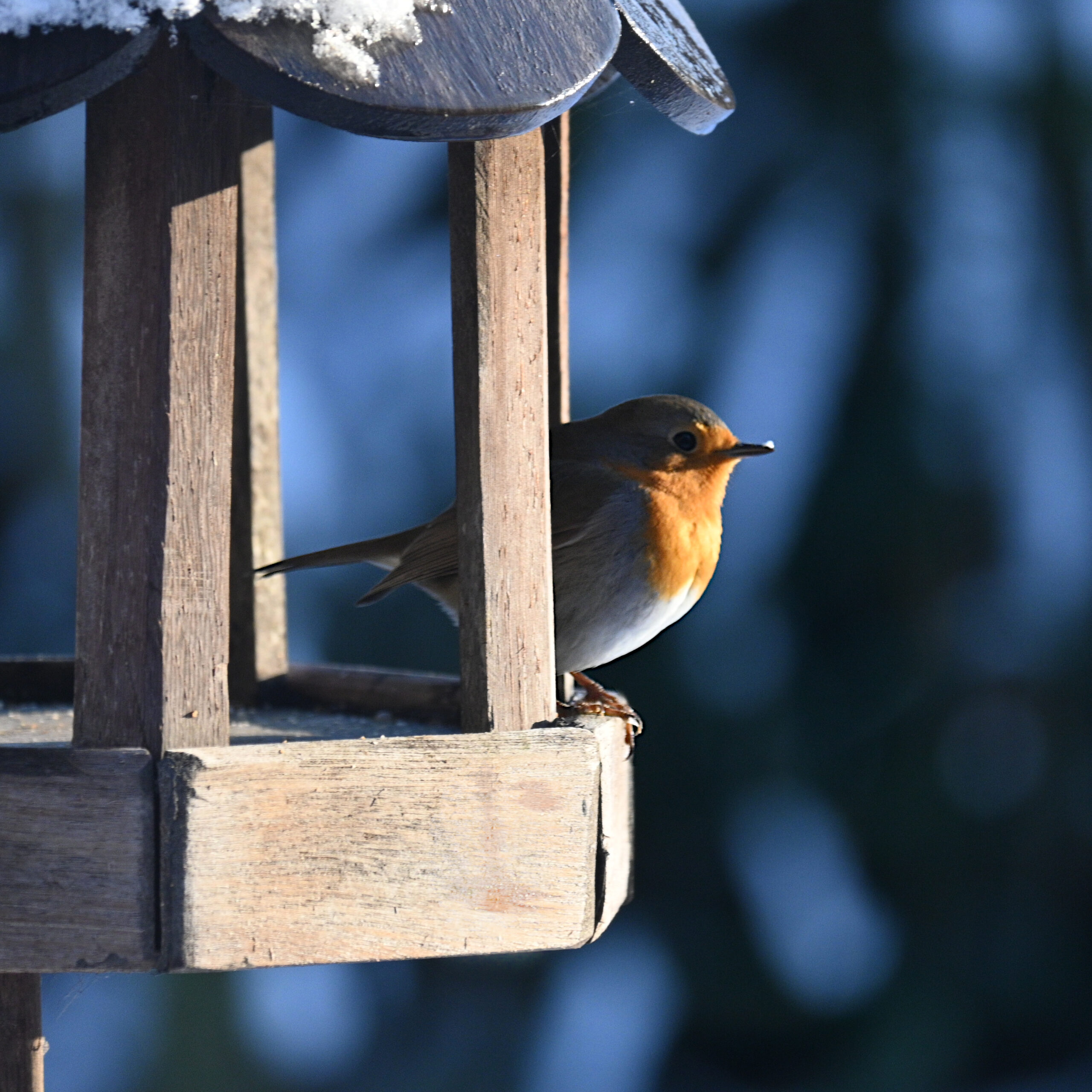 Roodborstje in een besneeuwt vogelvoederhuisje.